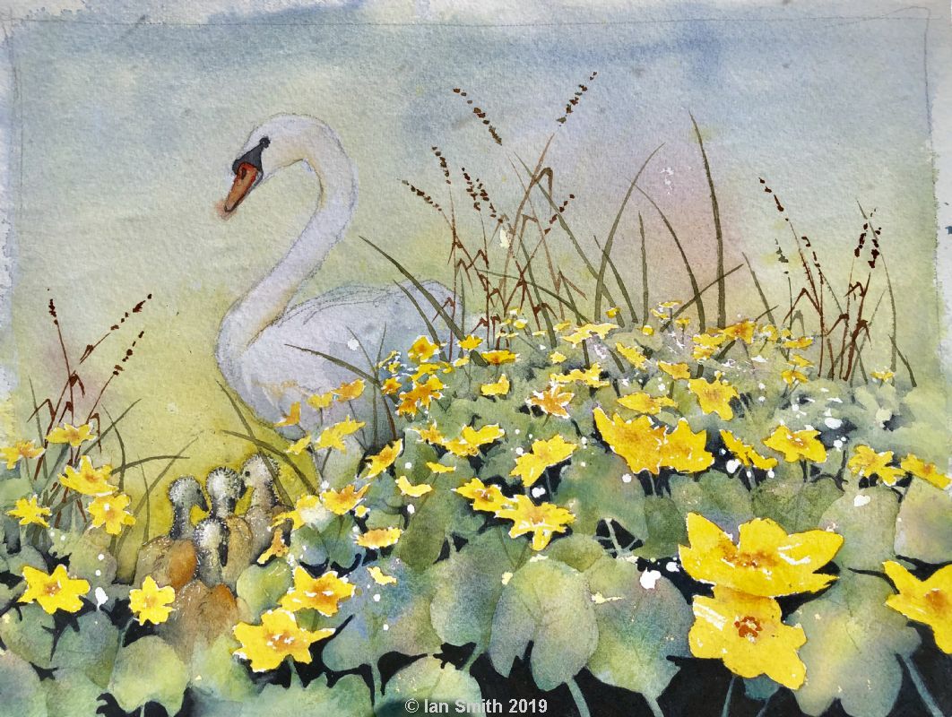 Swan cygnets and marsh marigolds